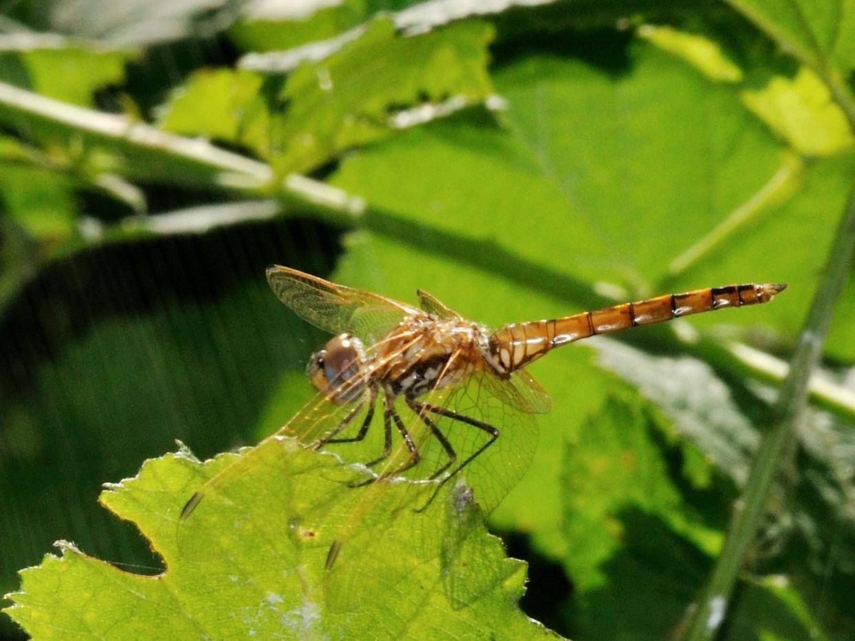 ID Odonata N.3